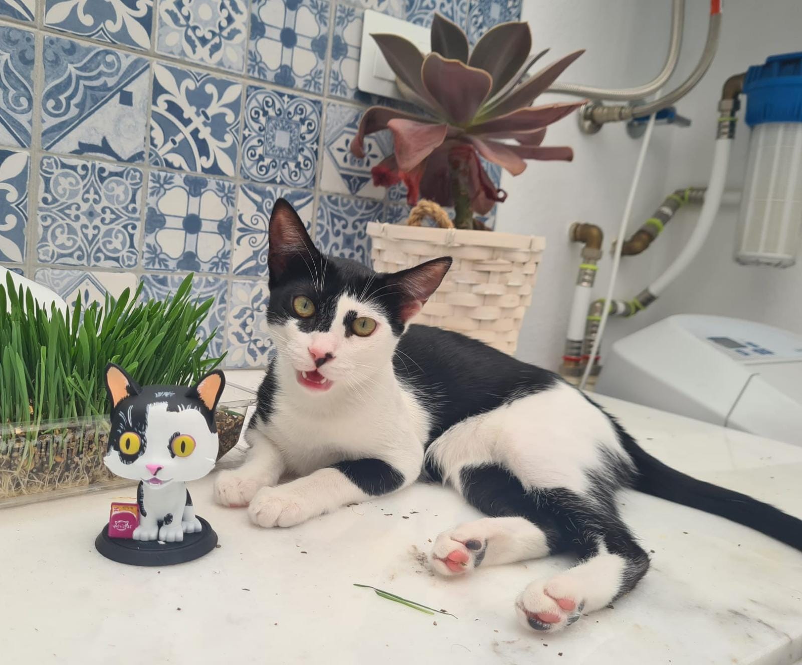 FUNKO MASCOTA